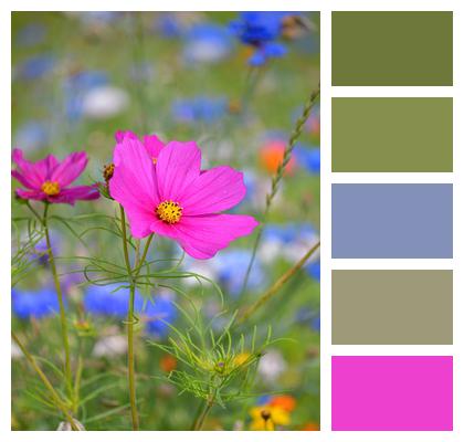 Cosmea Flowering Meadow Flowers Image